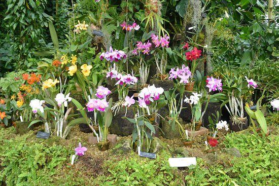 咲くやこの花館